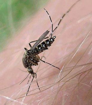 Aedes taeniorhynchus fêmea