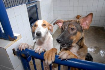 cão