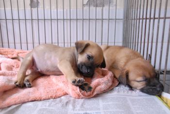 cão