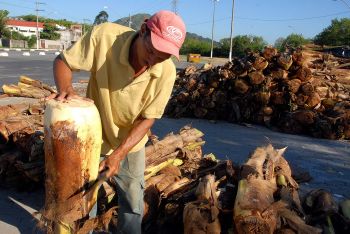 venda de palmito na avenida Dário Lourenço, em Mário Cipreste