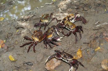 soltura de caranguejo-uçá no mangue
