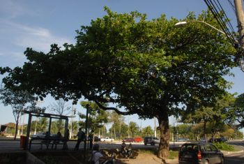 Árvore de Vitória