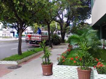 Poda de árvores na Avenida Beira Mar