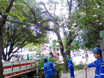 Poda de árvores na Avenida Beira Mar