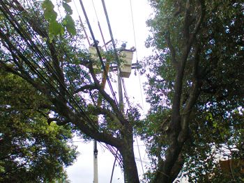 Poda de árvores na Avenida Beira Mar