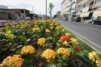 Paisagismo no canteiro central da Avenida Professor Duarte Rabelo