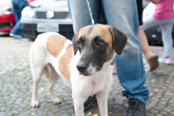 Doação de Cães e Gatos - Praça dos Namorados
