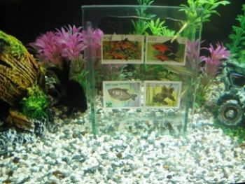 Exposição peixes Escola de Ciência - Biologia e História