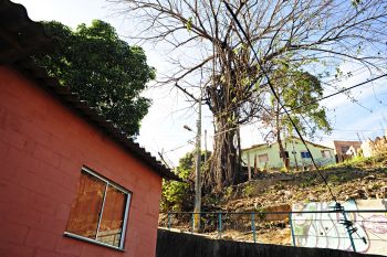 Corte de árvore Forte São João