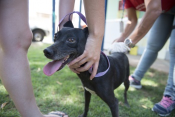 Vacinação de animais contra a raiva