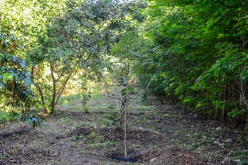 Plantio de Arvores Parque Mulemba