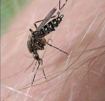 Mosquito
