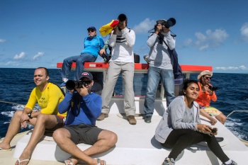 Observação de baleias