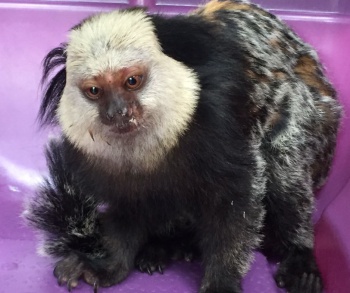 Sagui branco é resgatado ferido após ser atropelado em rodovia no interior  do Acre, Acre