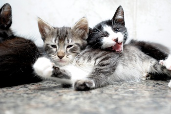 Animais que serão levados para feira de adoção