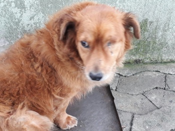 Feira de adoção de animais deficientes