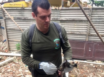 Resgate de animais silvestres