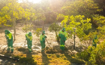 Limpeza na plantação de restinga no Parque da Mata da Praia