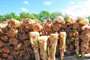 Venda de Palmito