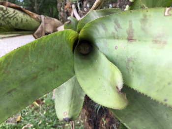 Dia da Biodiversidade