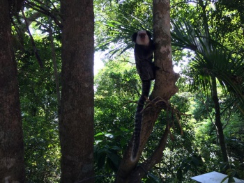 Dia da Biodiversidade