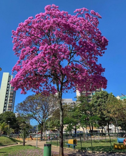 Ipês-rosa embelezam vias e são atração em vários pontos da capital –  Prefeitura de Vitória
