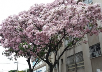 Ipê-rosa