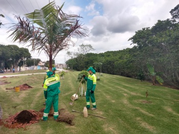 Plantio de árvores em Maria Ortiz