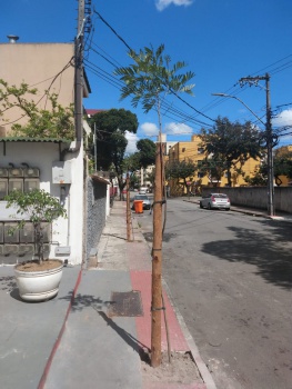 Plantio de árvores