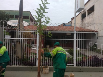 Plantio de árvores em Tabuazeiro