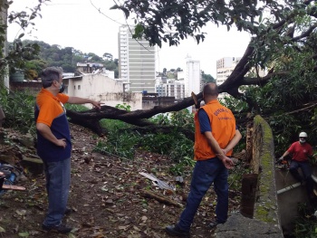 Defesa Civil: órgão atende ocorrência de queda de arvore