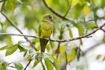 Exemplar de fauna presente no Parque da Fonte Grande