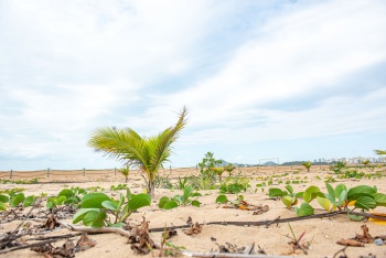 Plantas da Restinga de Vitória