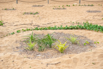 Plantas da Restinga de Vitória