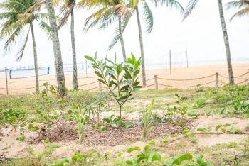 Plantas da Restinga de Vitória