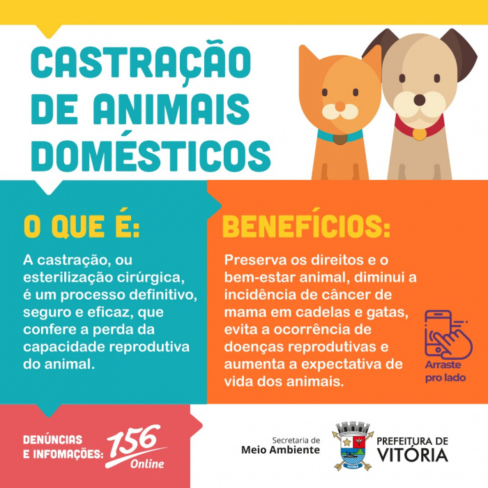 brincadeiras dos gatos – Cão Cidadão