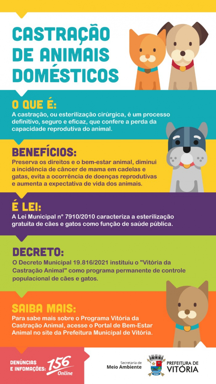 brincadeiras dos gatos – Cão Cidadão