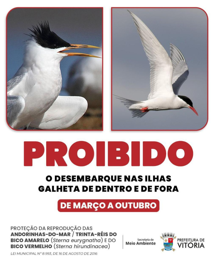 PMV reforça restrição de acesso a ilhas de Vitória durante período de reprodução de aves marinhas