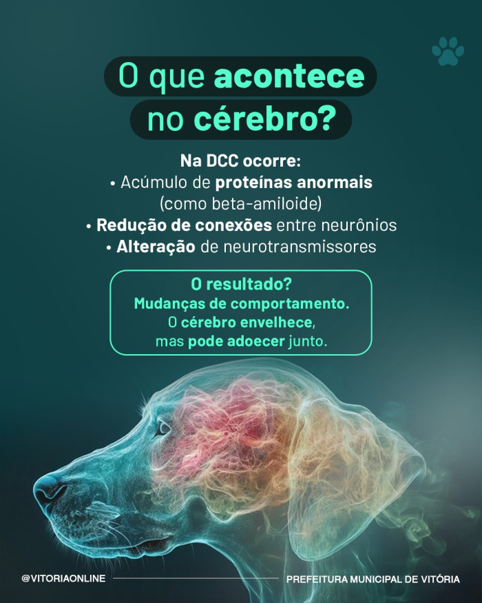 Campanha Meu Pet Pode Ter Alzheimer?