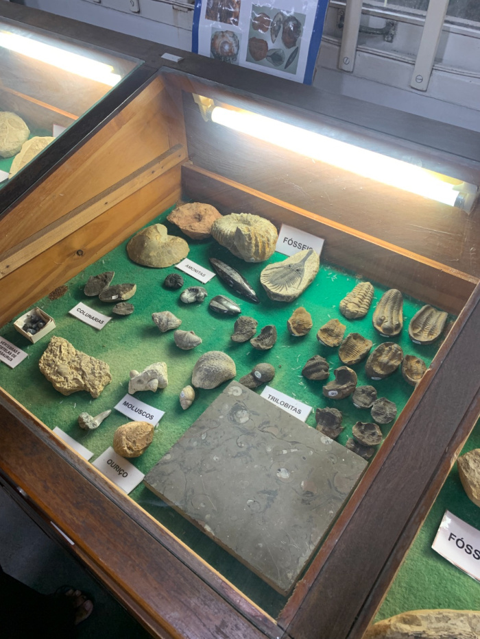 Oficina de Malacologia apresentará o fascinante universo dos moluscos marinhos.