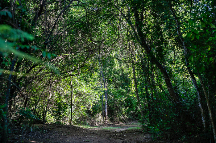 Trilha em trecho da Mata Atlântica