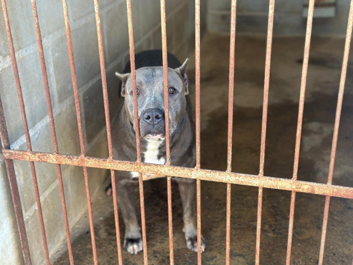 Brutus participa das atividades de adestramento e ressocialização realizadas pela equipe de Bem-Esta